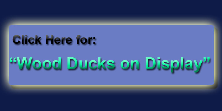 Wood Ducks on Display